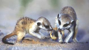 meerkats eating scorpions