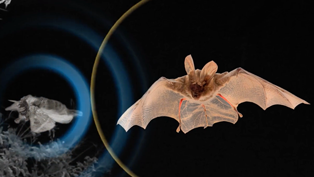 Moth_THUMB