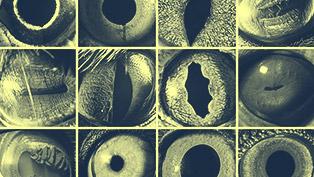 Animal_Eyes_2
