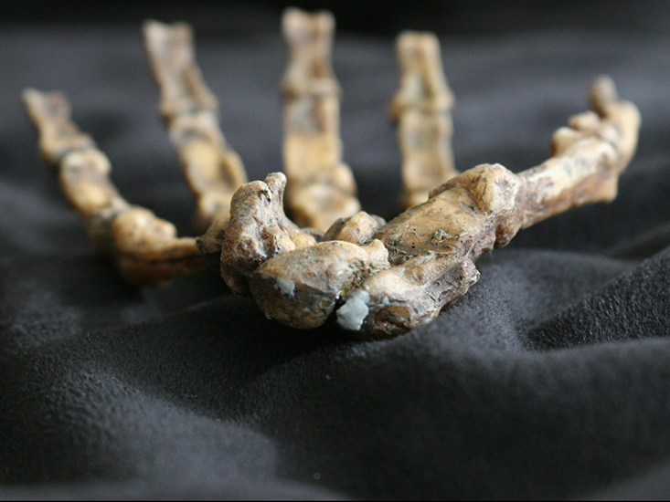 hand_evolution_052013