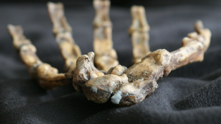 hand_evolution_052013