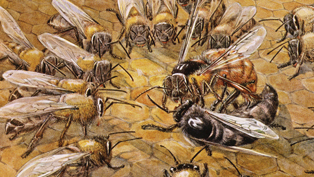 Bee-2_THUMB