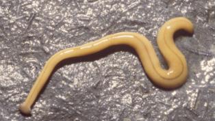terrestrial flatworm TTX
