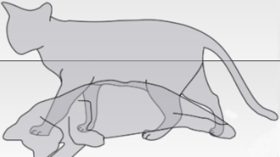 Schrödinger’s Cat thumb