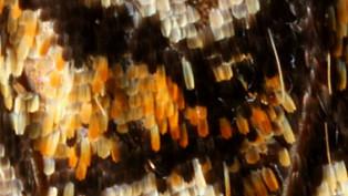 Butterfly wing thumb