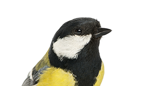 FSR_062813-titbird_THUMB