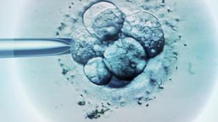 IVF embryo selection 