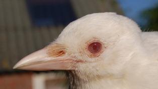 5. Albino. Magpie thumb