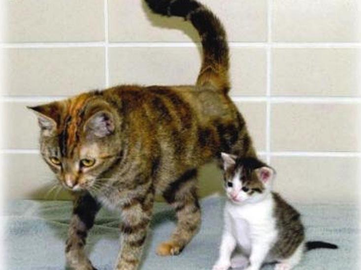 Splotchy Cats Show Why It’s Better to Be Female