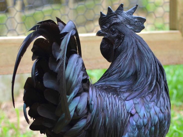 Inside the Goth Chicken: Black Bones, Black Meat & a Black Heart