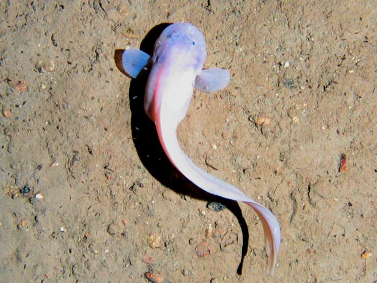 This Legendary Deep-Sea Fish Sighting Continues to be Debated After 60 Years