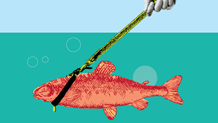 Berger_salmon-TH