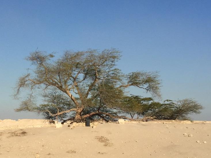 You Need to Know About Bahrain’s Loneliest Tree